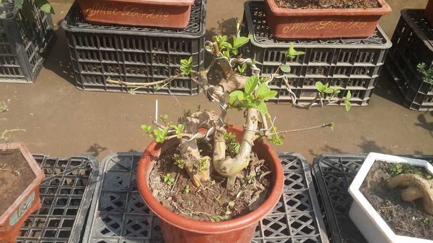 Ngắm ổi bonsai dáng thế siêu đẹp chơi Tết 2018